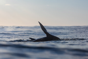 A sea level portrait playful seal lifting it's flippers above the ocean's surface while swimming...