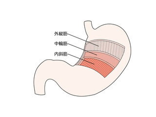 消化器の解剖生理　胃の筋層　文字あり