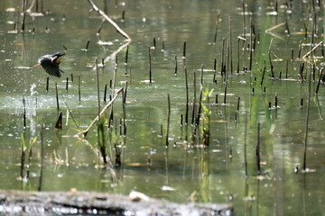 Colorful kingfisher perched on a branch by a serene river during bright daylight