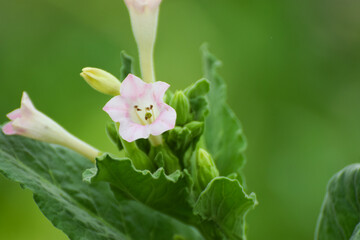 tabacoo plant in earth nice pic, White tobacco flowers and green tobacco leaves are seasonal plants once a year for the people of Johorejo Kendal