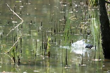 Colorful kingfisher perched on a branch by a serene river during bright daylight
