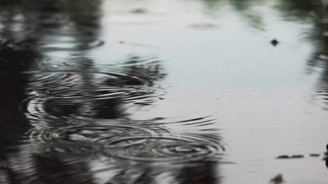 Raindrops fall on puddles and shadows of trees in the water.