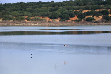 Flamingo, Phoenicopterus roseus. birds flying over the Laguna de Medina, Jerez de la Frontera, Cadiz Province, Spain