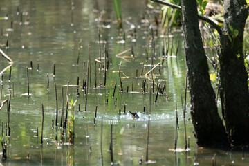 Colorful kingfisher perched on a branch by a serene river during bright daylight