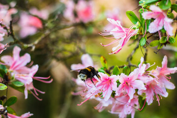 A bee lands on a cluster of pink rhododendrons in a blooming garden