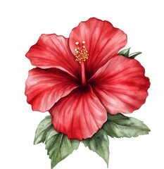 Red hibiscus blossom elegantly presents its beauty