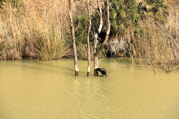 Great cormorant (Phalacrocorax carbo) at the Embalse de Gaitanejo near Caminito del Rey, Malaga,...
