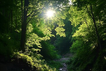 forest in the morning