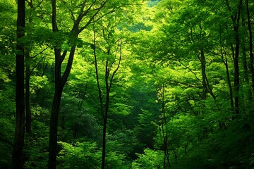 Obraz premium forest in the morning