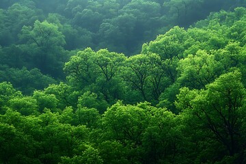forest in the morning