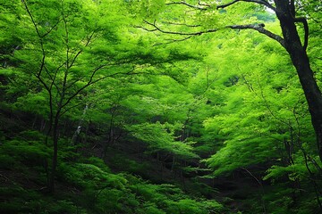 forest in the morning