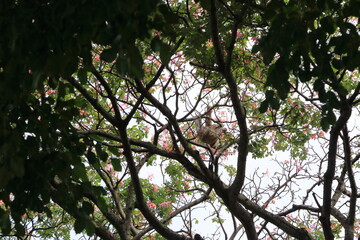 sloth hanging in a tree at a village plaza in El Torno, Bolivia