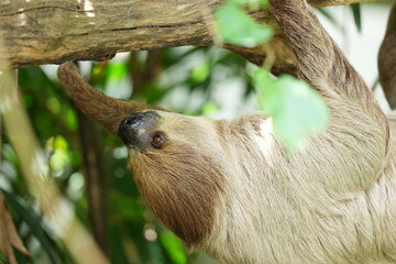 Naklejka premium Sloths, slow-moving animals living in nature in zoos in Thailand.