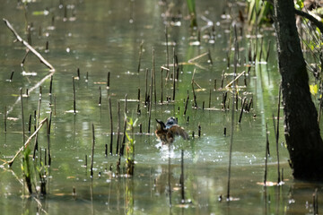 Colorful kingfisher perched on a branch by a serene river during bright daylight