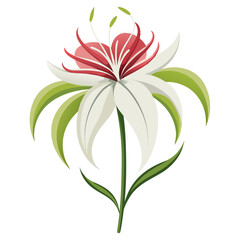 Spider Lily Flower Vector