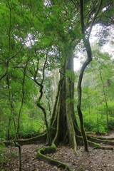 Hiking in the Giant Fern Forest of the Amboro National Park, Bolivia