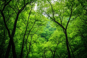 Fototapeta premium forest
