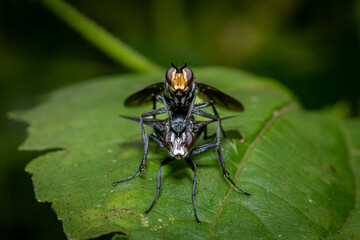  A close-up capture of two flies in the midst of mating on a green leaf, displaying the intricate...