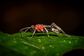  A vividly detailed macro photograph of an insect with a curled antenna, red thorax, and slender legs crawling on a green leaf under natural light.