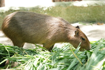 Capribara or giant rat, living naturally in zoos in Thailand.