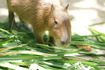 Capribara or giant rat, living naturally in zoos in Thailand.