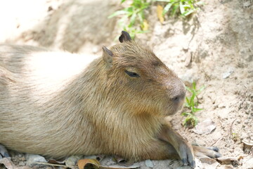 Capribara or giant rat, living naturally in zoos in Thailand.
