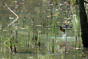 Colorful kingfisher perched on a branch by a serene river during bright daylight