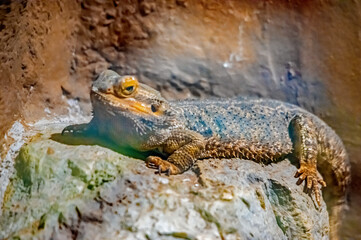 Eine Eidechse auf einem Stein
