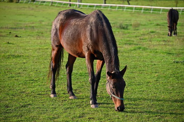 Obraz premium A beautiful horse is grazing on a green meadow on a sunny day. Concept for animals and nature.
