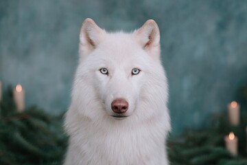 Obraz premium Majestic white wolf with piercing blue eyes surrounded by candles in soft light
