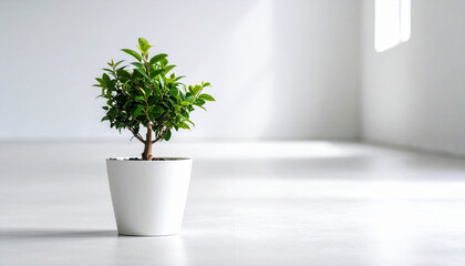Fototapeta premium Small Green Plant in Modern White Pot Against Minimalist Interior