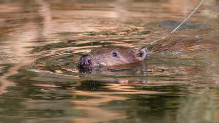frog in the pond