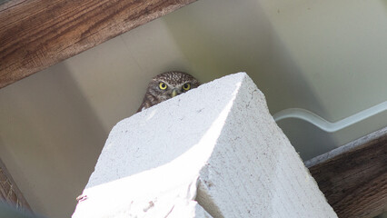 close up of a lizard