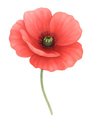 watercolor poppy flower isolated on transparent background, extracted, png file