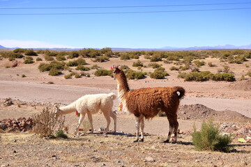 Obraz premium lamas llamas beside the highway between Potosi and Uyuni, Bolivia