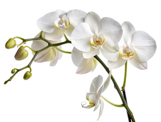 Two vibrant red bell peppers with green stems and water droplets against a black background close up view
