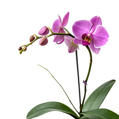 A single elegant purple orchid flower in full bloom isolated on a transparent background png