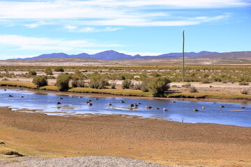Birds at a small river at Altiplano in southern Bolivia