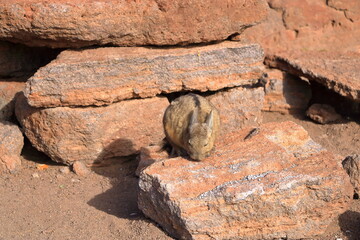 Chinchilla's rock, Roca de viscachas, Cute viscacha in the High Andean Plateau desert, Bolivia