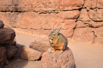 Chinchilla's rock, Roca de viscachas, Cute viscacha in the High Andean Plateau desert, Bolivia