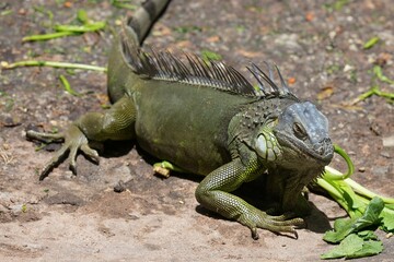Iguana lizard is eating fresh vegetables deliciously.