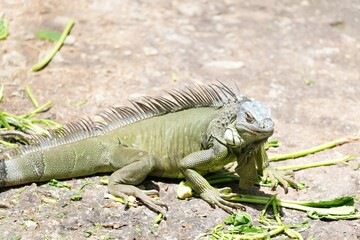 Iguana lizard is eating fresh vegetables deliciously.