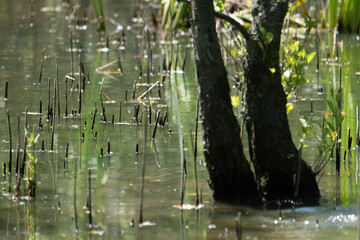 Colorful kingfisher perched on a branch by a serene river during bright daylight