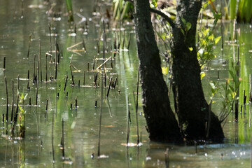 Colorful kingfisher perched on a branch by a serene river during bright daylight