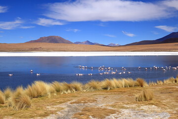 Canapa lagoon with James Flamingo (Phoenicoparrus jamesi), Uyuni, Bolivia