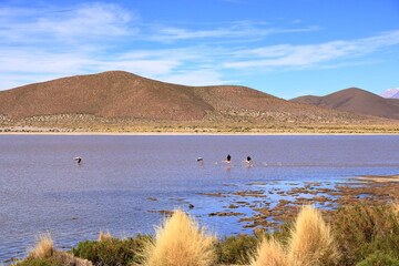 Flamingos in Red Lagoon, Laguna Vinto, altiplano of Bolivia