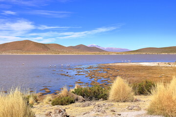 Flamingos in Red Lagoon, Laguna Vinto, altiplano of Bolivia