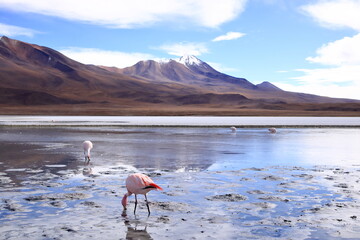 pink flamingos feeding at a Laguna in Bolivia
