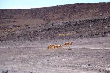 Wild vicunas in Bolivia, South America