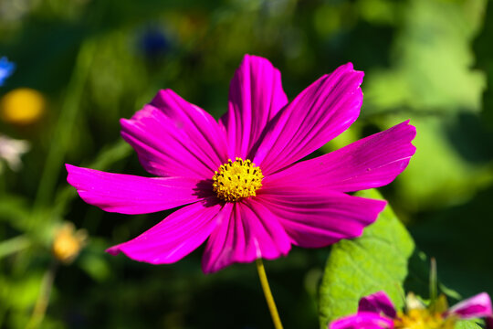 cosmos Flower Cosmos bipinnatus) in Full bloom-vibrant pink petals with yellow center